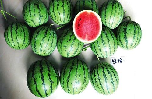 广西吃瓜,探寻八桂大地上的特色吃瓜文化