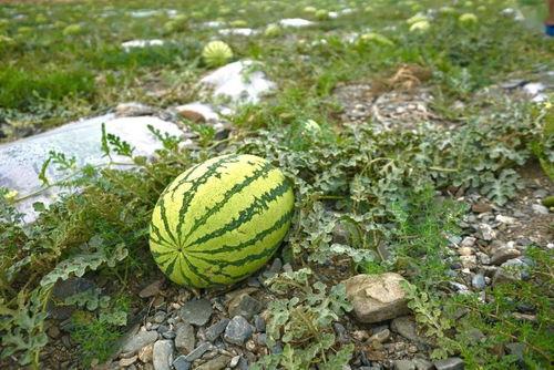 野吃瓜